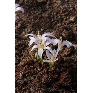 Colchicum munzurense Colchicum munzurense