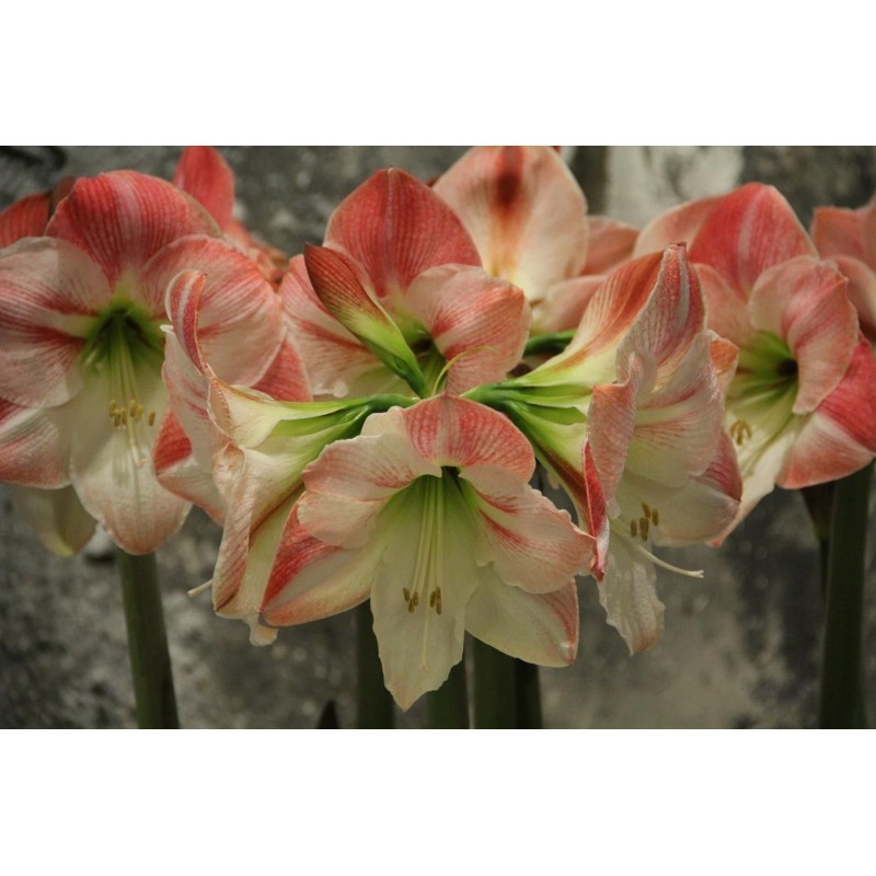 Hippeastrum 'Apple Blossom' Hippeastrum 'Apple Blossom'