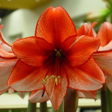 Hippeastrum 'Charisma' Hippeastrum 'Charisma'