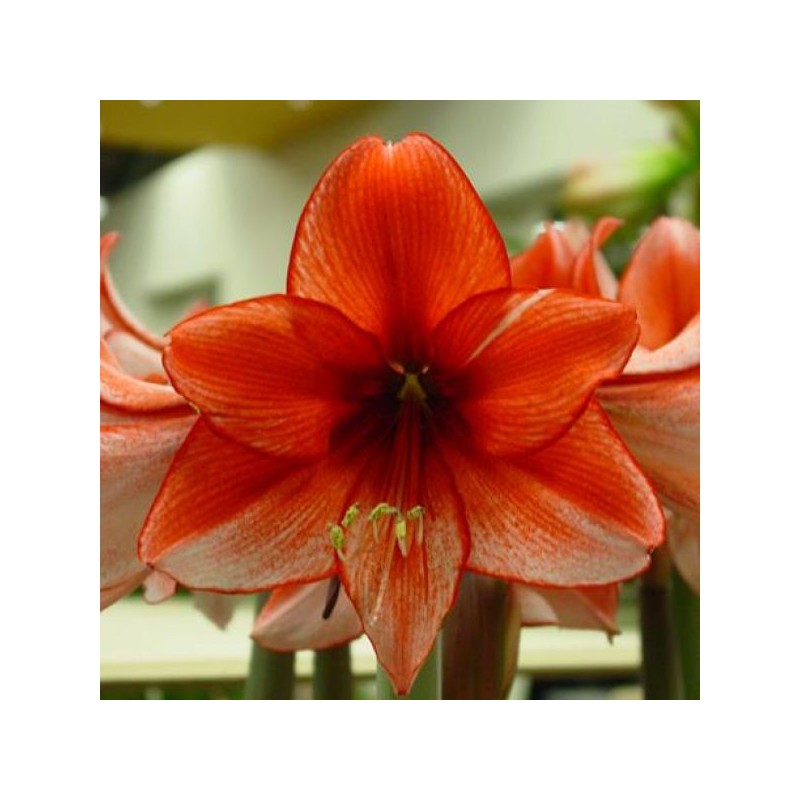 Hippeastrum 'Charisma' Hippeastrum 'Charisma'