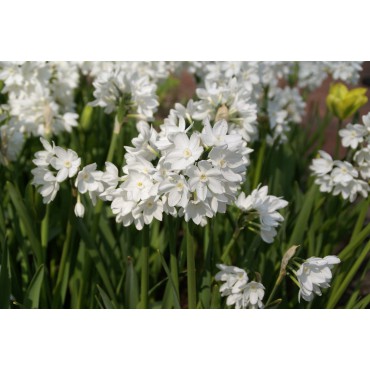 Narcissus tazetta 'Paperwhite Ziva' 