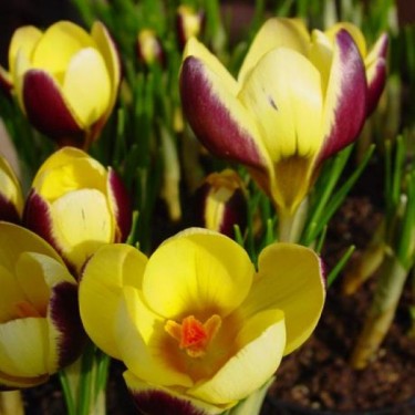 Crocus chrysanthus 'Herald'