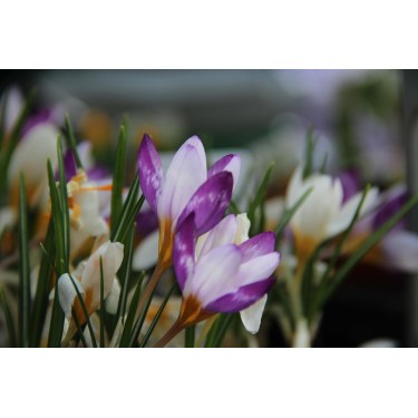 Crocus sieberi 'Hubert Edelsten' Crocus sieberi 'Hubert Edelsten'