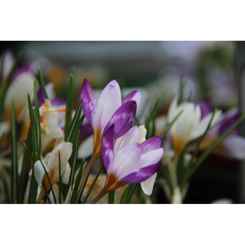 Crocus sieberi 'Hubert Edelsten' Crocus sieberi 'Hubert Edelsten'