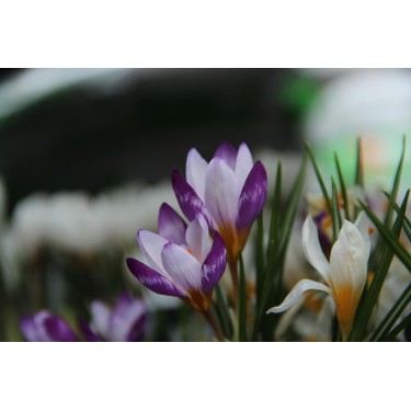 Crocus sieberi 'Hubert Edelsten' Crocus sieberi 'Hubert Edelsten'