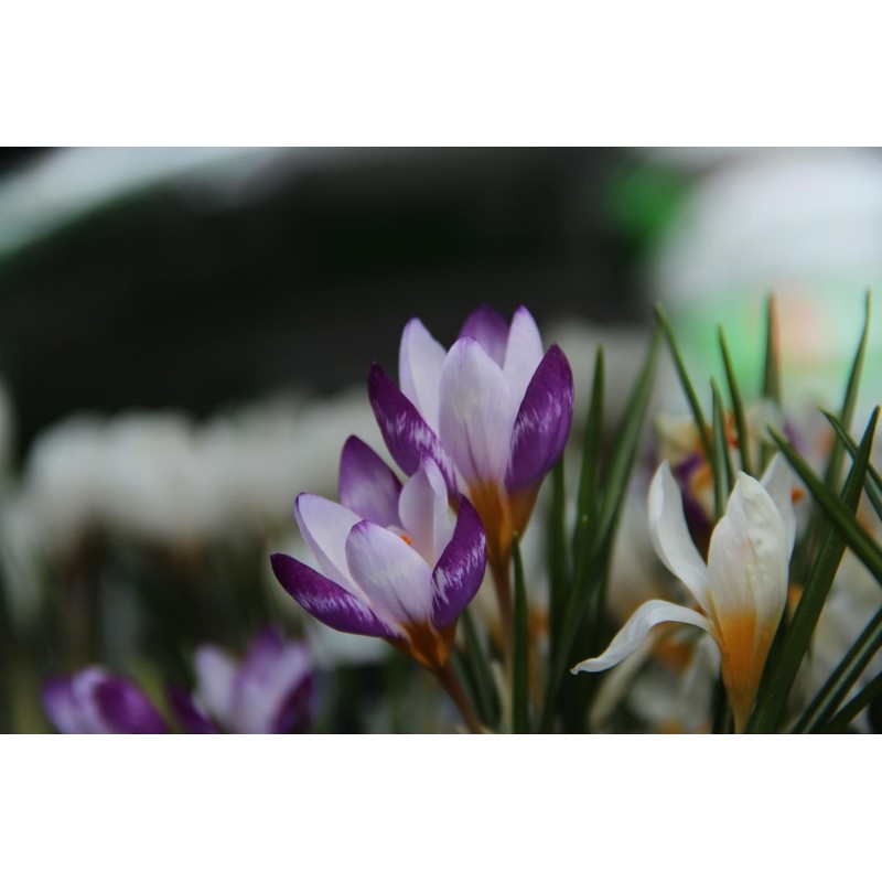 Crocus sieberi 'Hubert Edelsten' Crocus sieberi 'Hubert Edelsten'