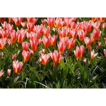 Tulipa 'Heart's Delight'