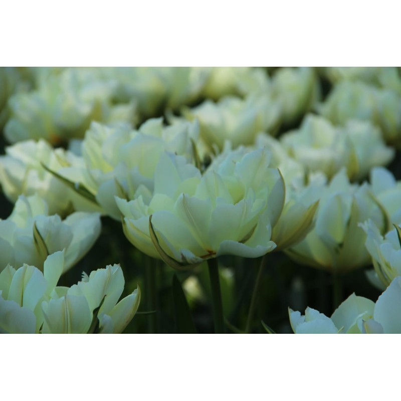 Tulipa 'Exotic Emperor' Tulipa 'Exotic Emperor'
