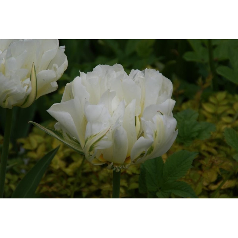 Tulipa 'Exotic Emperor' Tulipa 'Exotic Emperor'
