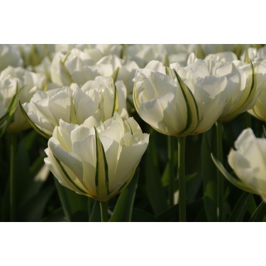 Tulipa 'Exotic Emperor' Tulipa 'Exotic Emperor'