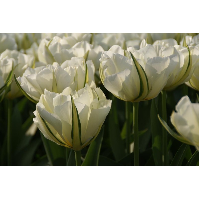 Tulipa 'Exotic Emperor' Tulipa 'Exotic Emperor'
