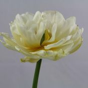 Tulipa 'Gerard Dou'