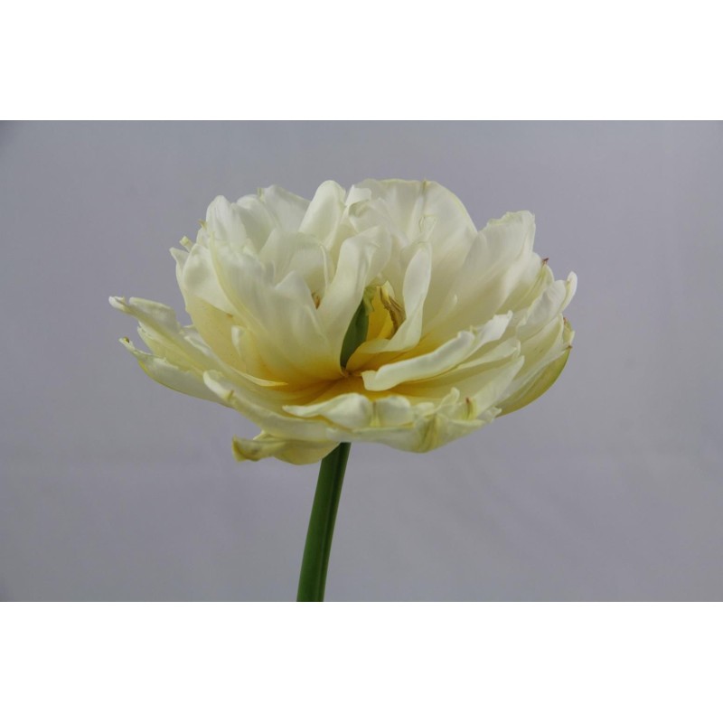 Tulipa 'Gerard Dou'
