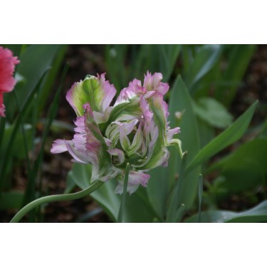 Tulipa 'Green Wave'