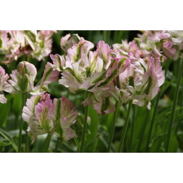 Tulipa 'Green Wave'