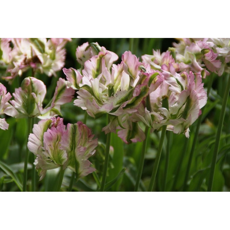 Tulipa 'Green Wave'