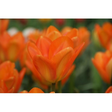 Tulipa 'Orange Emperor' Tulipa 'Orange Emperor'