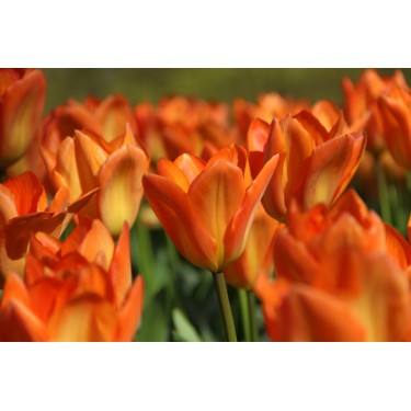 Tulipa 'Orange Emperor' Tulipa 'Orange Emperor'