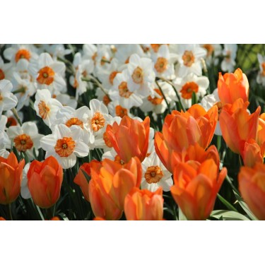 Tulipa 'Orange Emperor' Tulipa 'Orange Emperor'