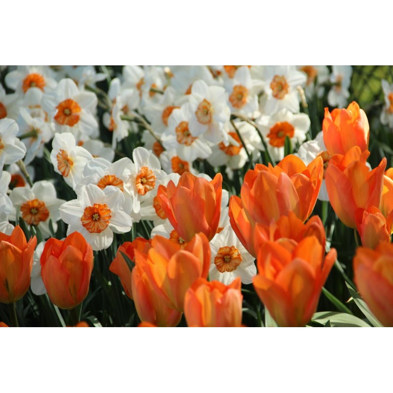 Tulipa 'Orange Emperor' Tulipa 'Orange Emperor'