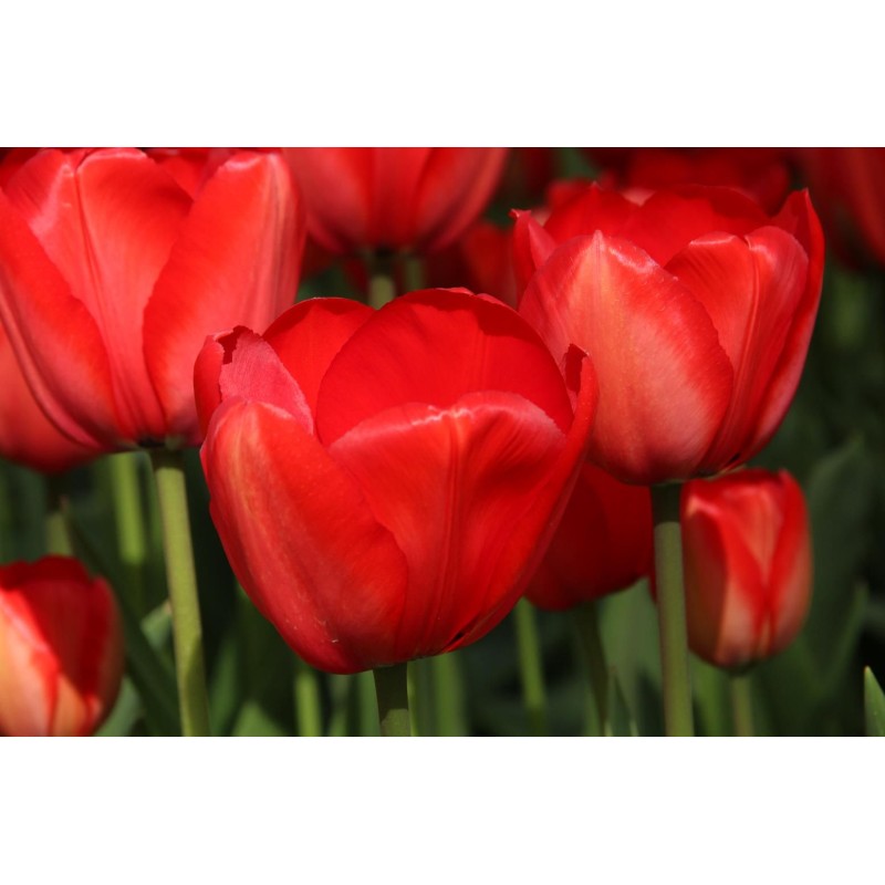 Tulipa 'Red Impression' Tulipa 'Red Impression'