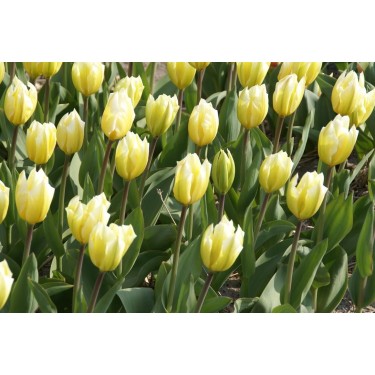 Tulipa 'Sweetheart' Tulipa 'Sweetheart'
