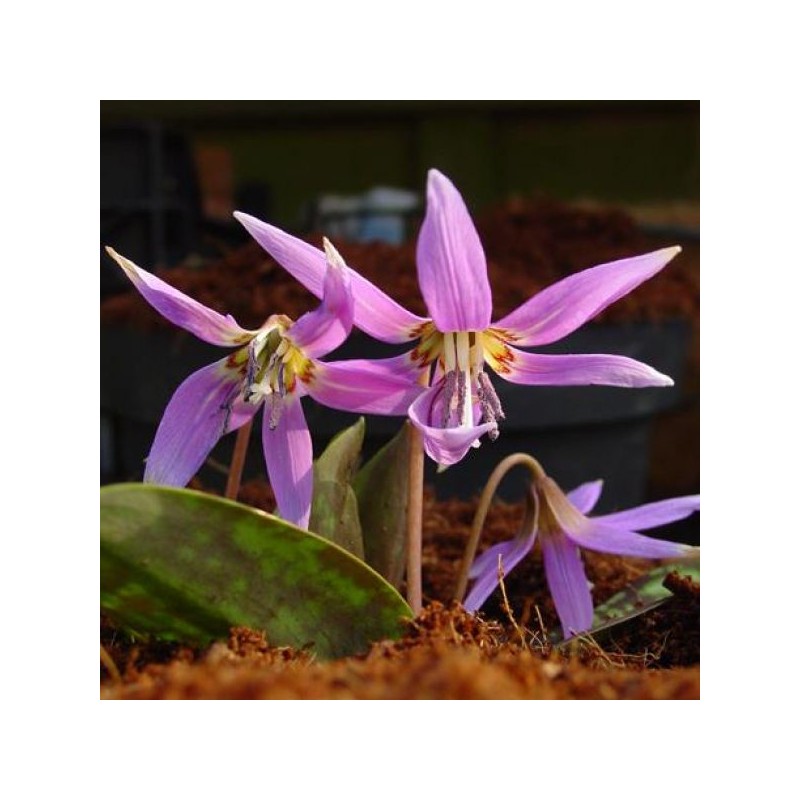 Erythronium dens-canis 'Frans Hals' Erythronium dens-canis 'Frans Hals'