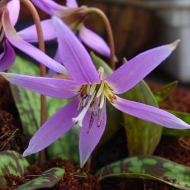 Erythronium dens-canis 'Frans Hals' Erythronium dens-canis 'Frans Hals'
