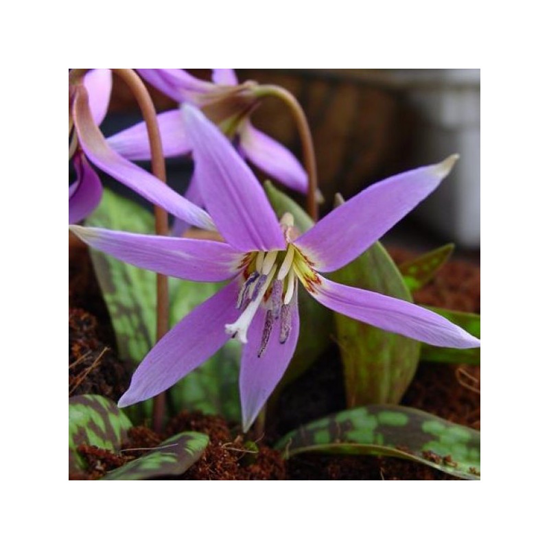 Erythronium dens-canis 'Frans Hals' Erythronium dens-canis 'Frans Hals'