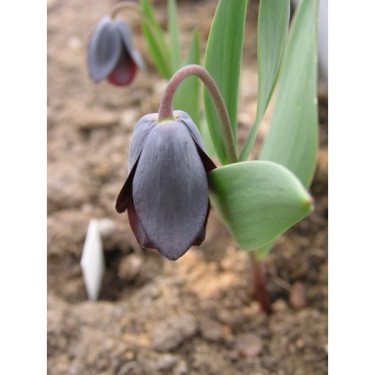 Fritillaria armena
