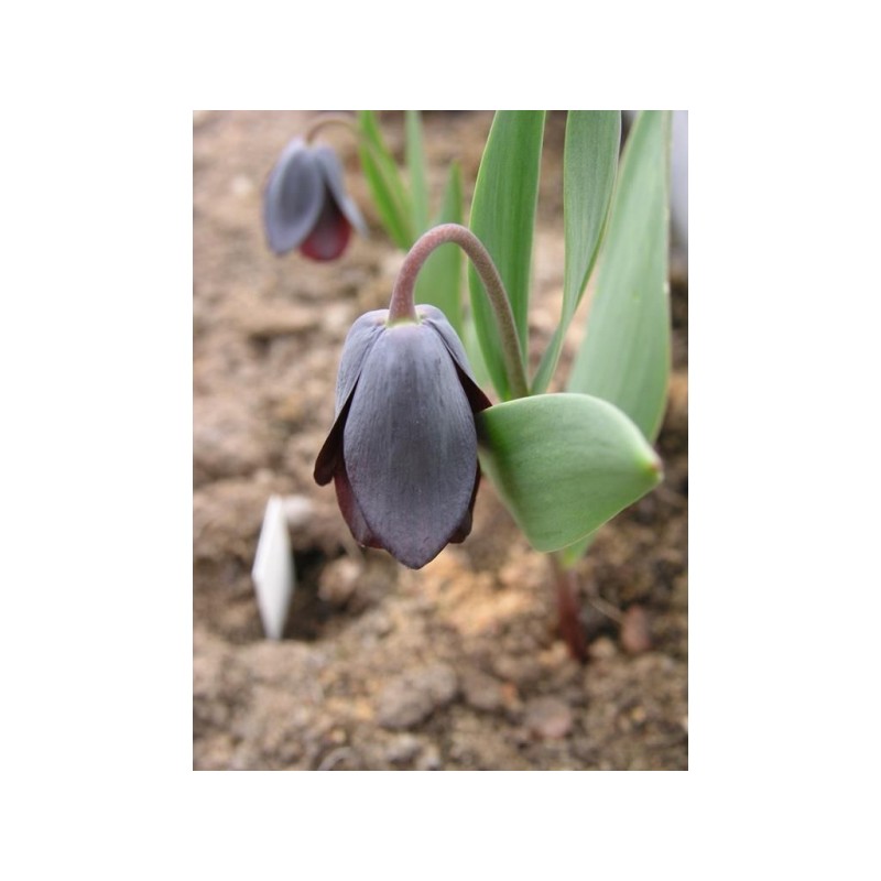 Fritillaria armena Fritillaria armena
