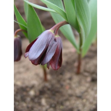Fritillaria armena Fritillaria armena