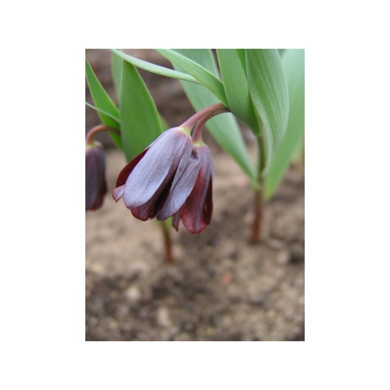 Fritillaria armena Fritillaria armena