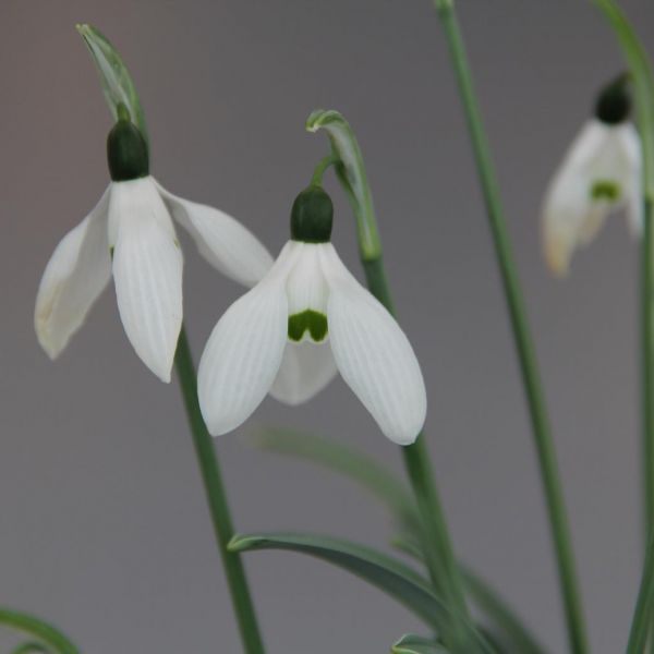 Galanthus 'Happy New Year'(Imperial Group)