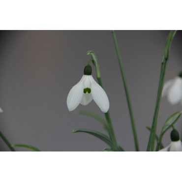 Galanthus 'Happy New Year'(Imperial Group)
