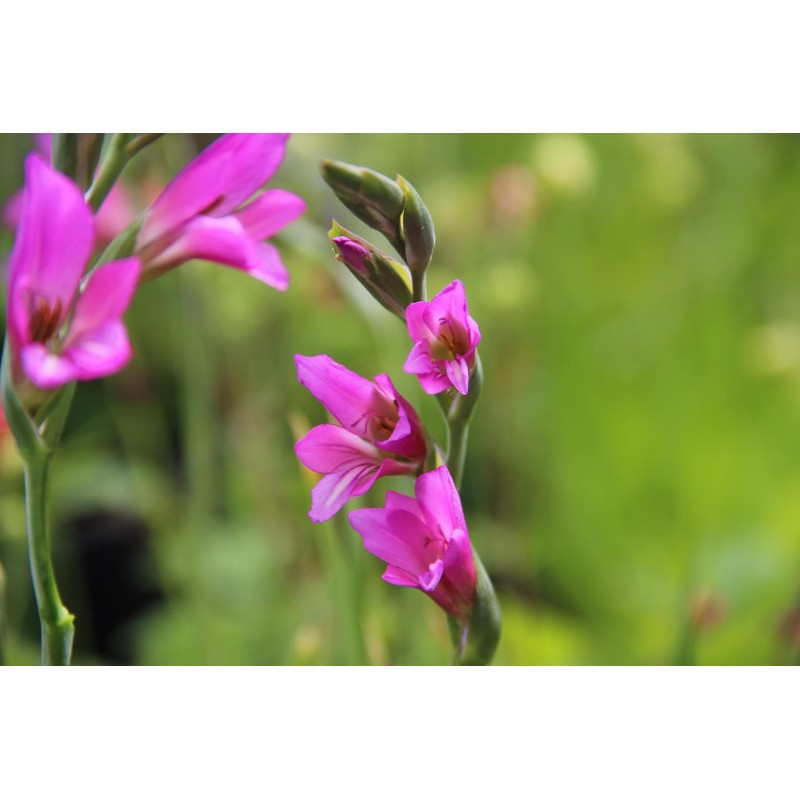 Gladiolus communis subsp. byzantinus Gladiolus communis subsp. byzantinus