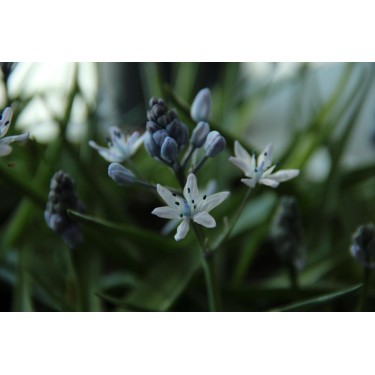 Hyacinthoides mauritianica Hyacinthoides mauritianica