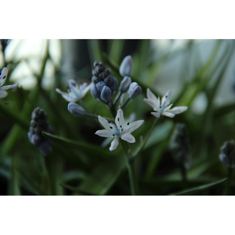 Hyacinthoides mauritianica Hyacinthoides mauritianica