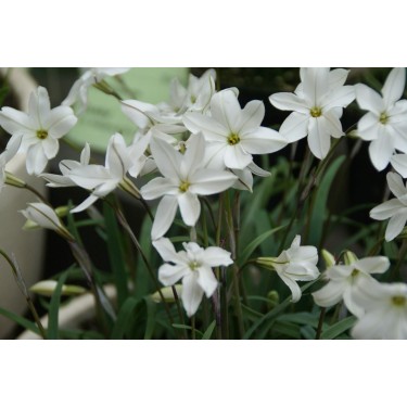 Ipheion uniflorum 'Alberto Castillo' Ipheion uniflorum 'Alberto Castillo'