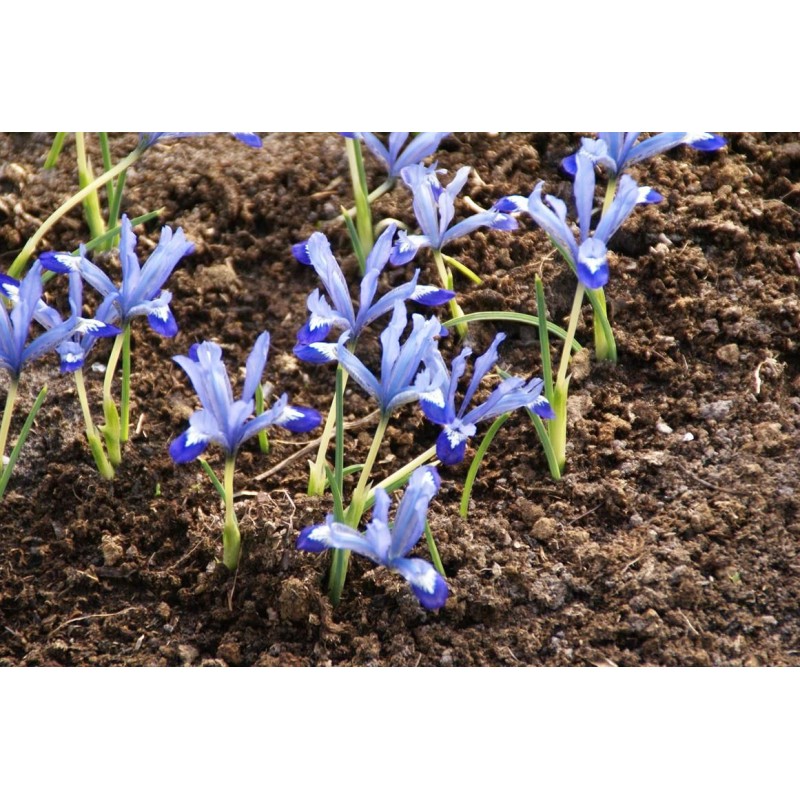 Iris reticulata 'Clairette' Iris reticulata 'Clairette'