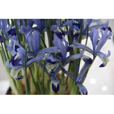 Iris reticulata 'Clairette' Iris reticulata 'Clairette'