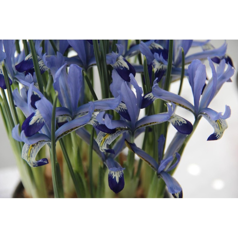 Iris reticulata 'Clairette' Iris reticulata 'Clairette'