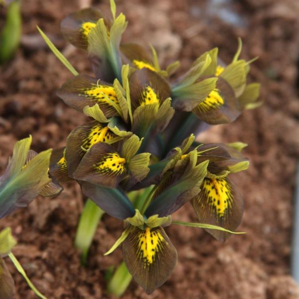 Iris sophenensis x danfordiae 'Down to Earth'