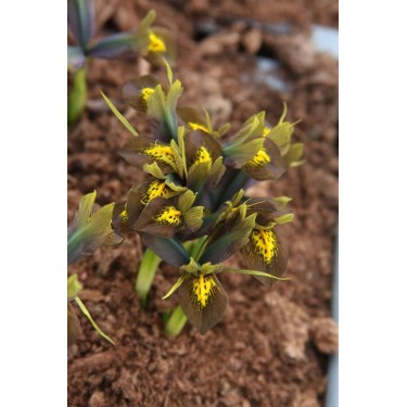Iris sophenensis x danfordiae 'Down to Earth' Iris sophenensis x danfordiae 'Down to Earth'