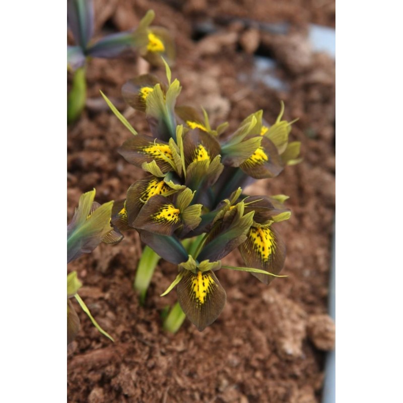 Iris sophenensis x danfordiae 'Down to Earth' Iris sophenensis x danfordiae 'Down to Earth'