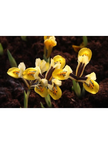 Iris sophenensis x danfordiae 'Orange Glow'