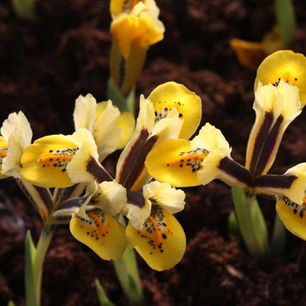 Iris sophenensis x danfordiae 'Orange Glow'