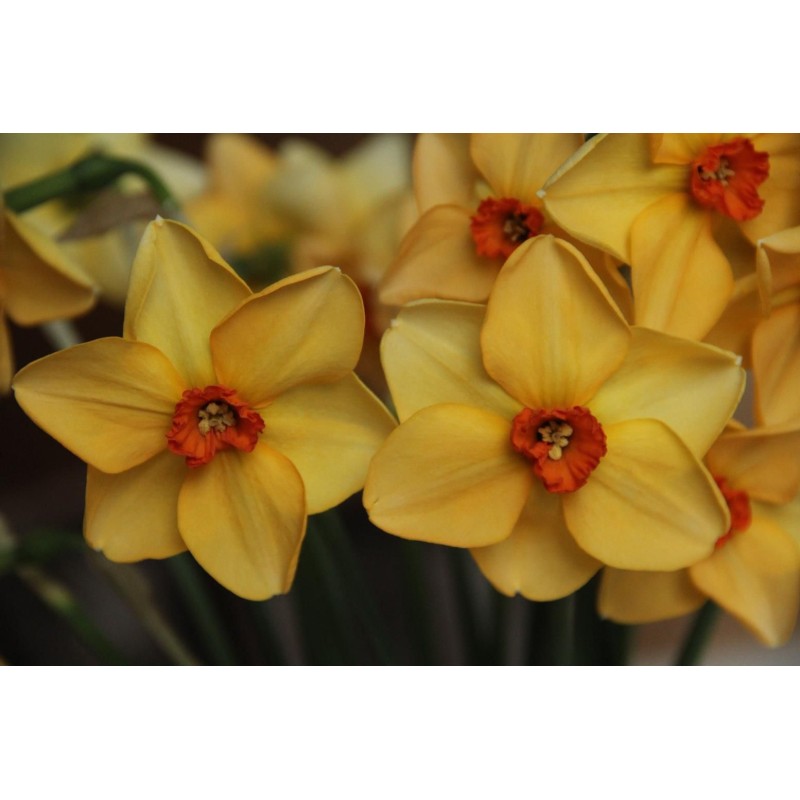 Narcissus 'Dear Lotte' Narcissus 'Dear Lotte'