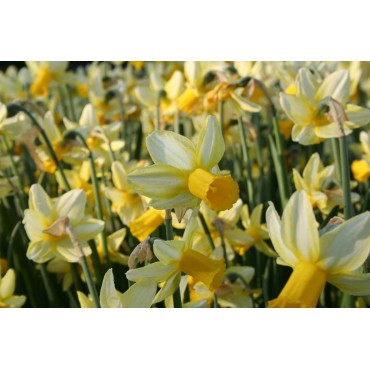 Narcissus 'Mother Duck'