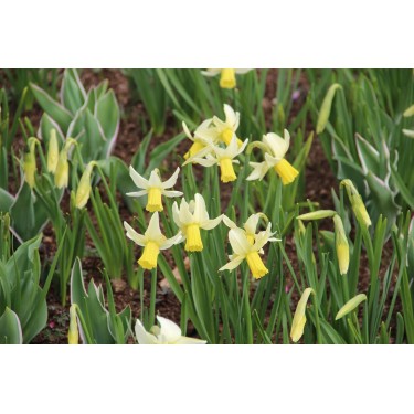 Narcissus 'Jenny'